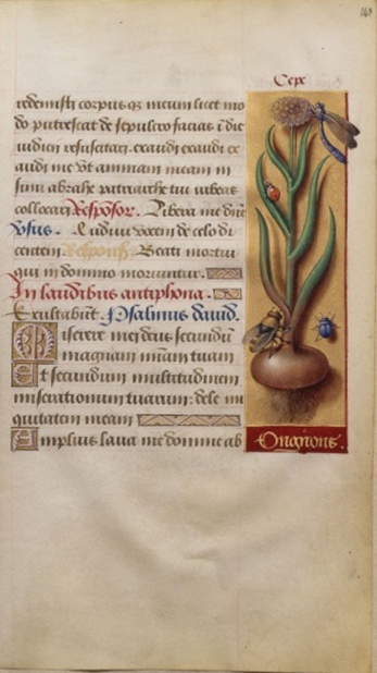 Jean Bourdichon:Oignon (livres d'heures d'Anne de Bretagne, vers 1505)