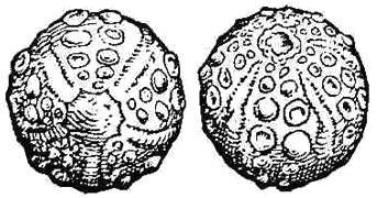 Ovus anguinum (Gravure sur bois de 1497)