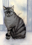 Onze aquarelles et dessins de chats par Patricia Legendre