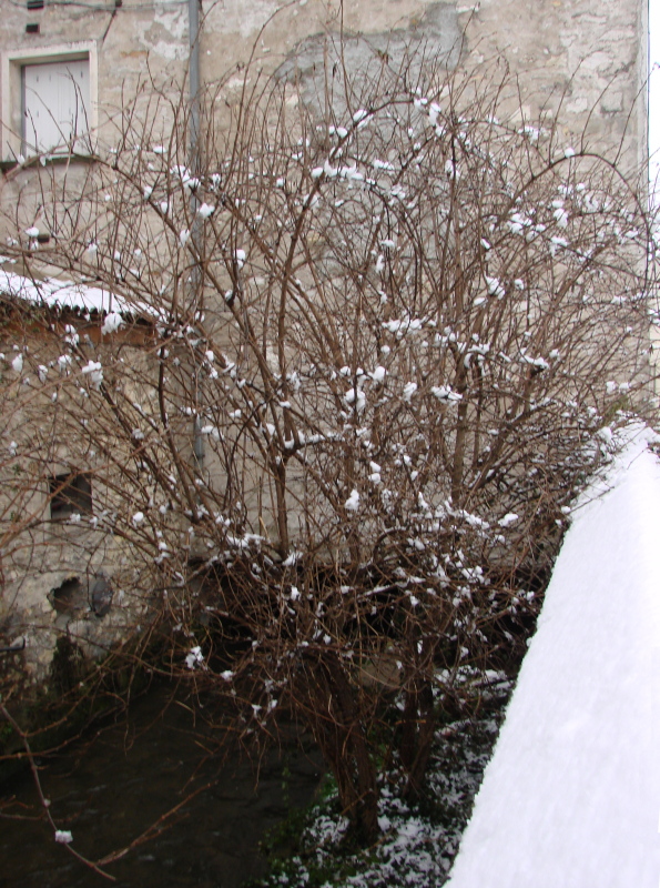 Le moulin de l'Île Maubelle  le 20 décembre 2010 (cliché Bernard Gineste)