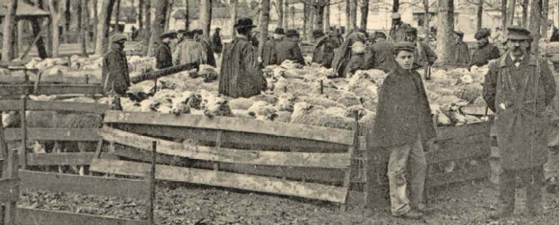 Moutons au Marche Franc vers 1909 (carte postale Théodule Garnon n°535)