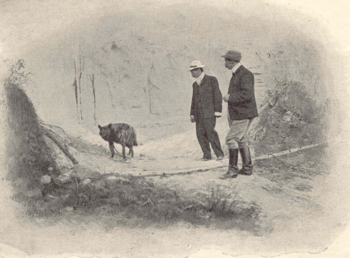 Le dompteur Pezon et son hyène