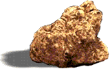 Tuber Magnatum