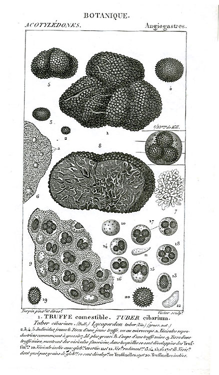 Pierre Jean Francois Turpin (1775-1840) «Truffe comestile, Tuber Cibarium» (gravure), in  Dictionnaire des sciences naturelles, Paris-Strasbourg, 1804-1830