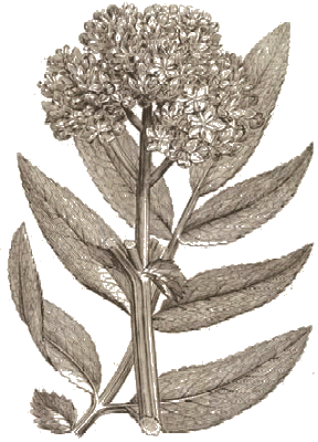 Rameau de sureau (sabucus, sambucus)