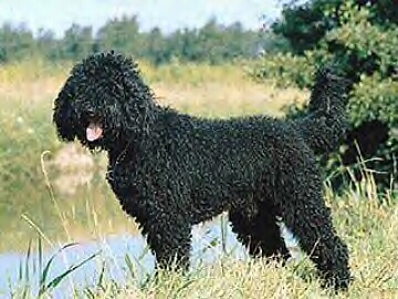 Gallicus canis qui dicitir Barbatulus, gallice Barbet