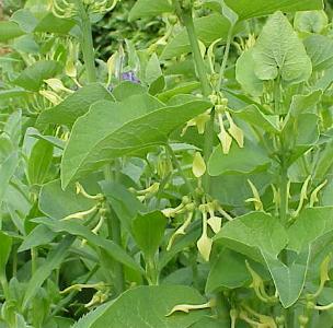 Aristolochia Clematis L.