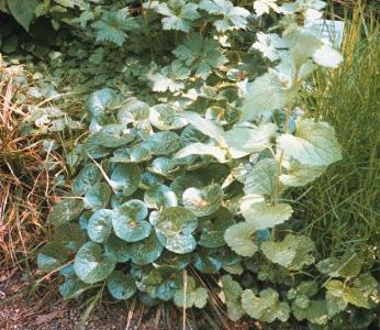 Asarum Europaeum L.