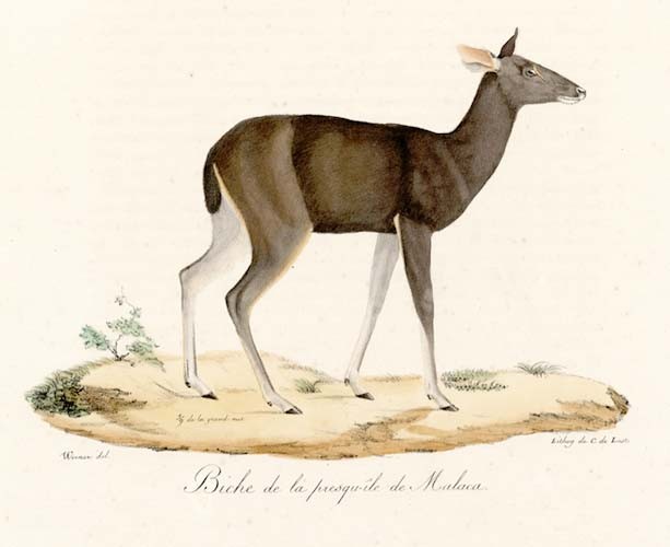 Biche de la presqu'île de Malaca