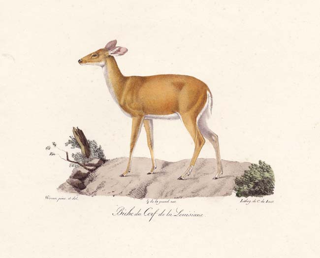 Biche du Cerf de la Louisiane