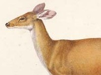 Biche du Cerf de la Louisiane