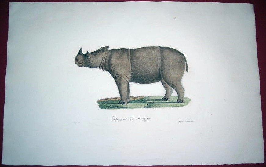 Rhinocéros