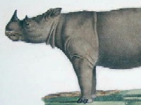 Rhinocéros