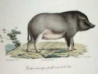 Cochon domestique, variété de la Chine