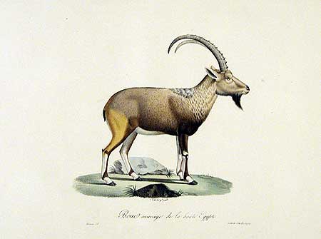 Bouc sauvage de la Haute Egypte