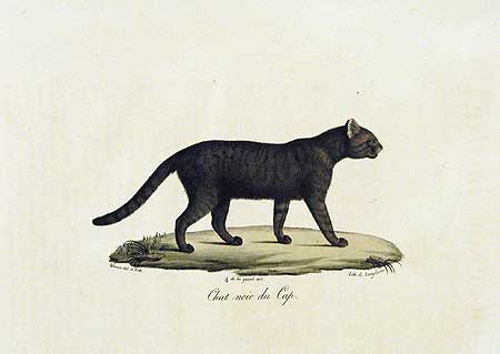Chat noir du Cap
