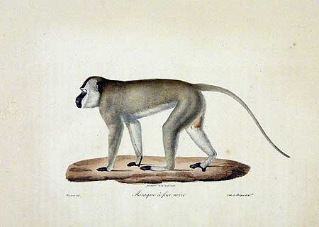 Macaque à face noire