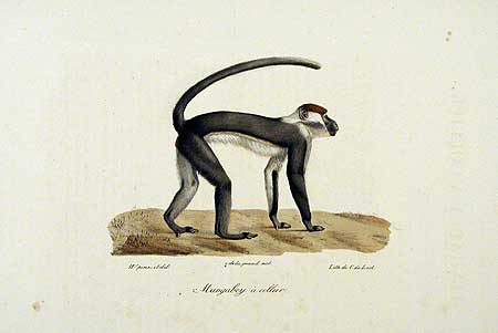 Mangabey à collier