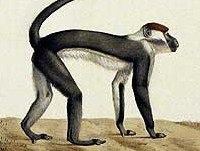 Mangabey à collier