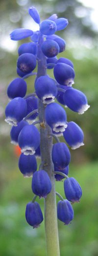 Muscari racemosum