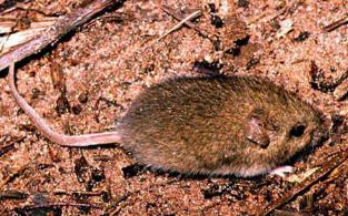 Calomys, consommateur de Descurainia Argentina