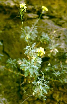 Descurainia Millefolia (Barranco-de-la-Villa, Gomera, 04.01.1991) © Albert Perdeck, 1991