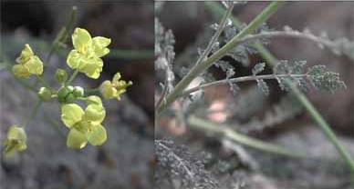 Descurainia Millefolia (© Gray Birch)